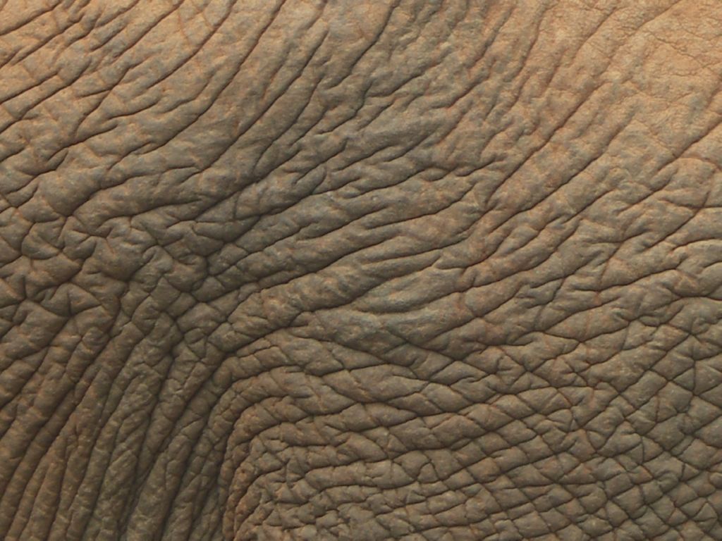 peau elephant